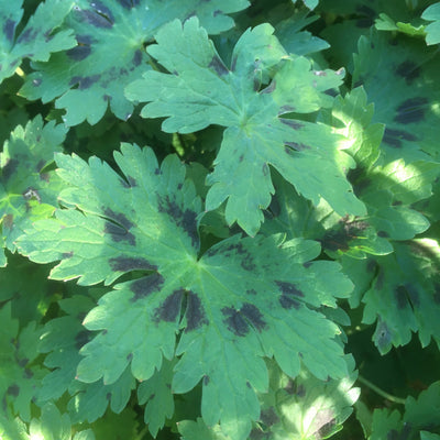 Puriri Lane | Cranesbill geranium phaeum samobor | Mourning Widow