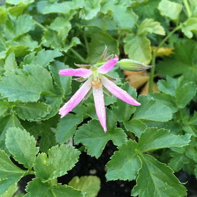 Puriri Lane | Cranesbill geranium x  oxonianum f. thurstonianum