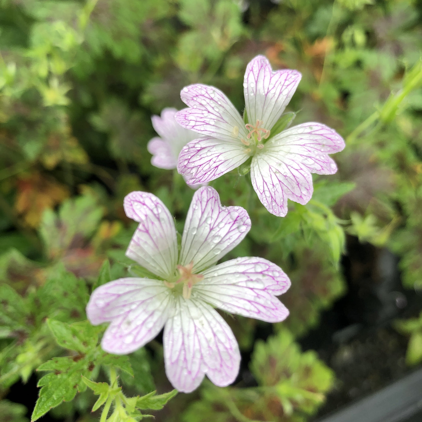 Puriri Lane | Cranesbill Geranium oxonianum | Katherine Adele