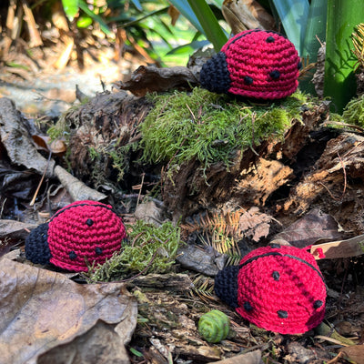 Puriri Lane | Ladybug