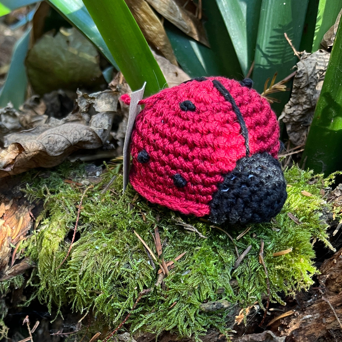 Puriri Lane | Ladybug