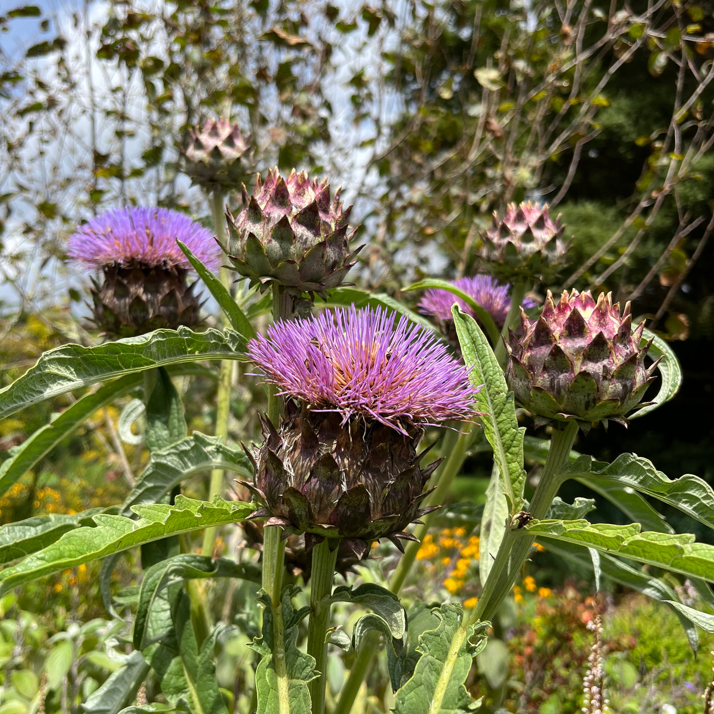 Puriri Lane | Cynara cardunculus | Cardoon