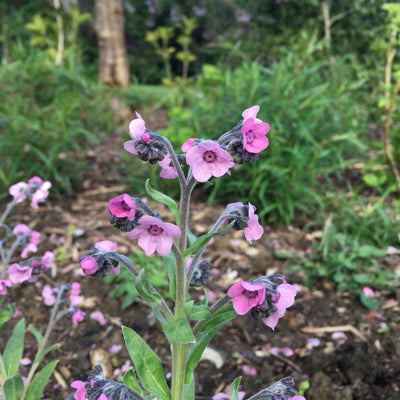 Puriri Lane | Cynoglossum amabile | Rose