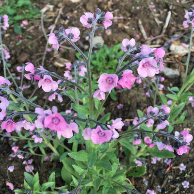 Puriri Lane | Cynoglossum amabile | Rose