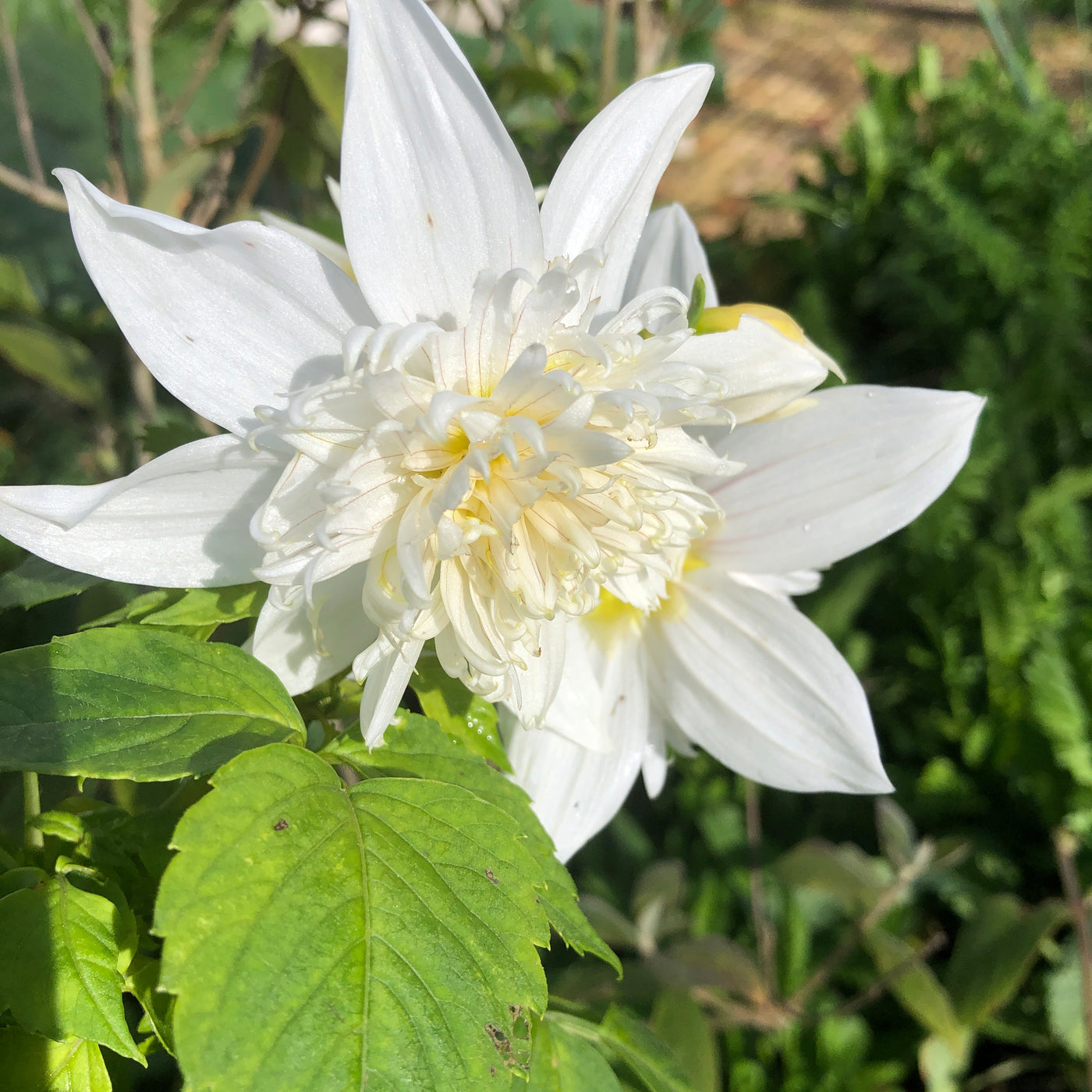 Puriri Lane | Dahlia imperialis | Tree Dahlia