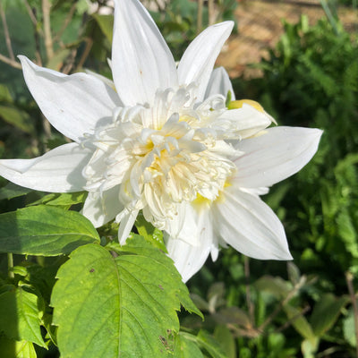 Puriri Lane | Dahlia imperialis | Tree Dahlia