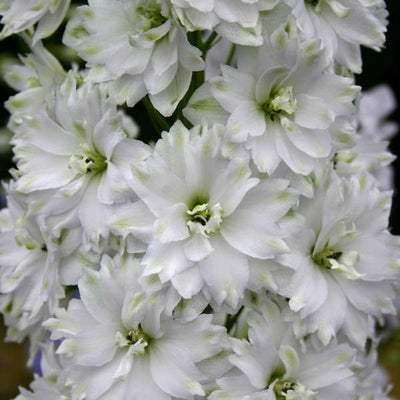 Puriri Lane | Delphinium elatum | Double Innocence