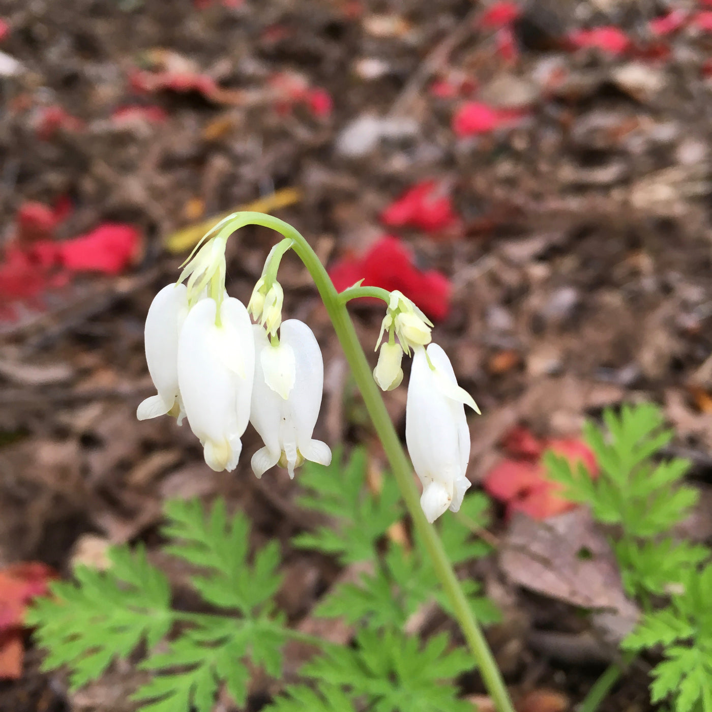 Puriri Lane | Dicentra eximia | Alba