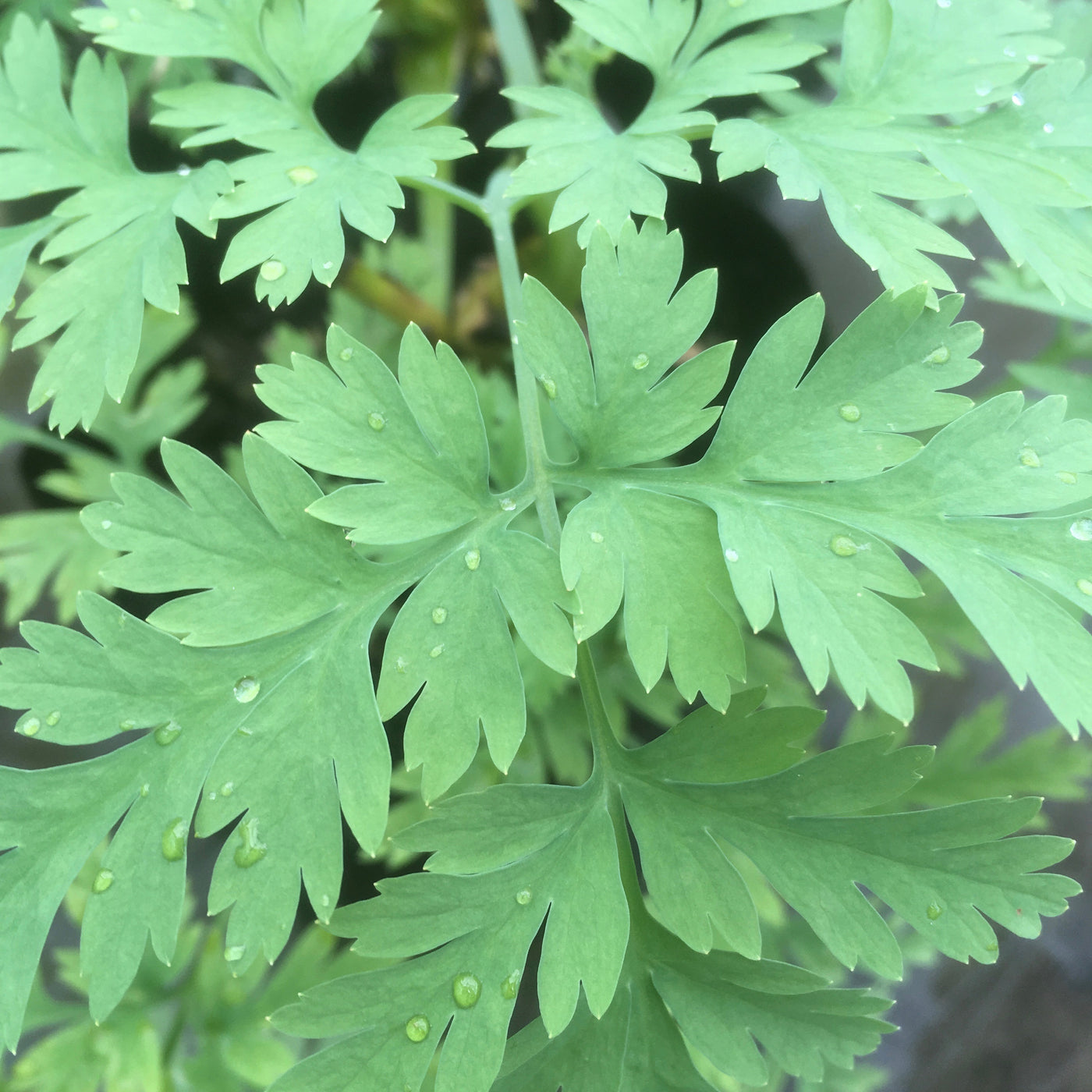 Puriri Lane | Dicentra eximia | Alba