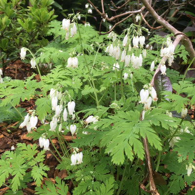 Puriri Lane | Dicentra eximia | Alba