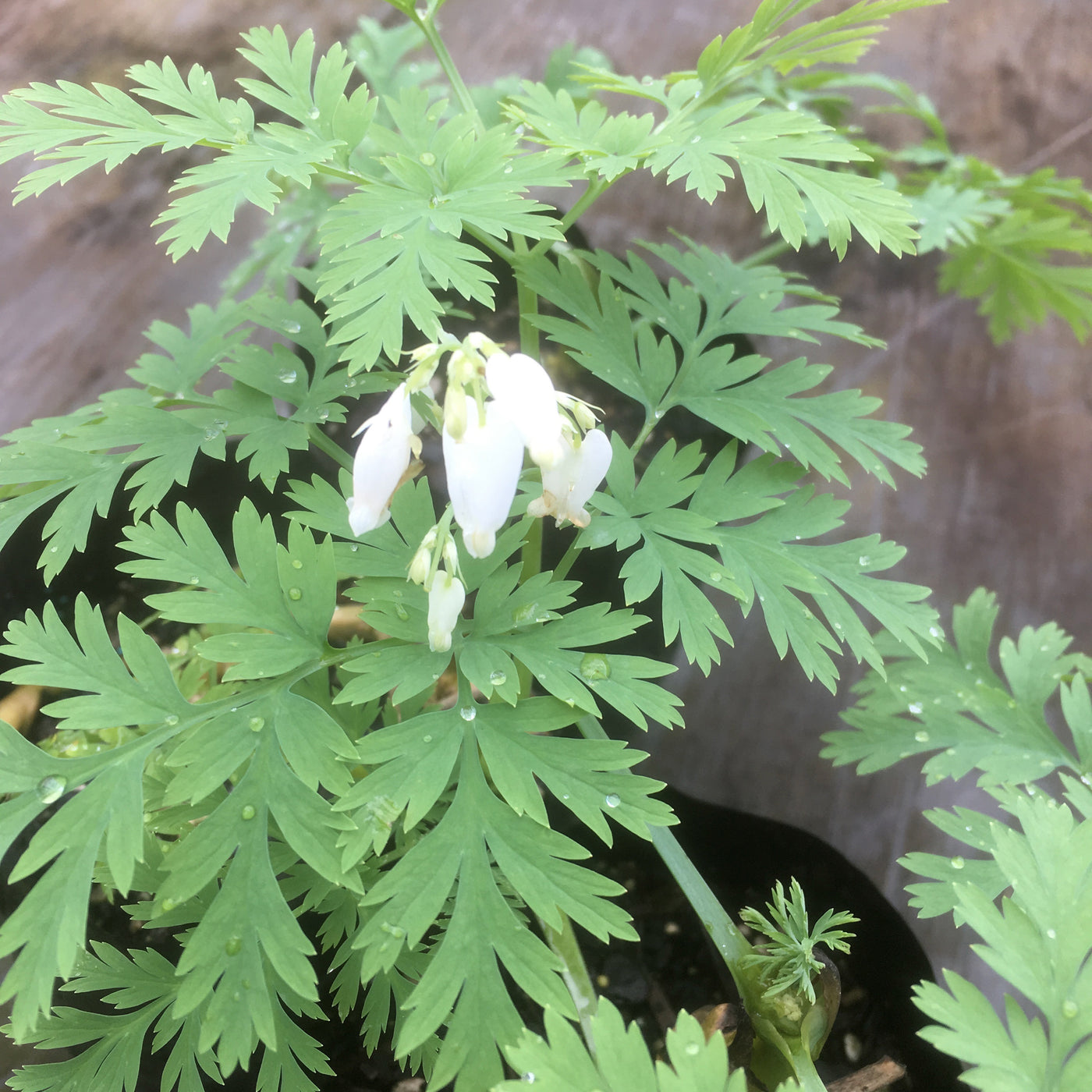 Puriri Lane | Dicentra eximia | Alba