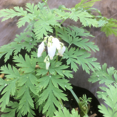 Puriri Lane | Dicentra eximia | Alba