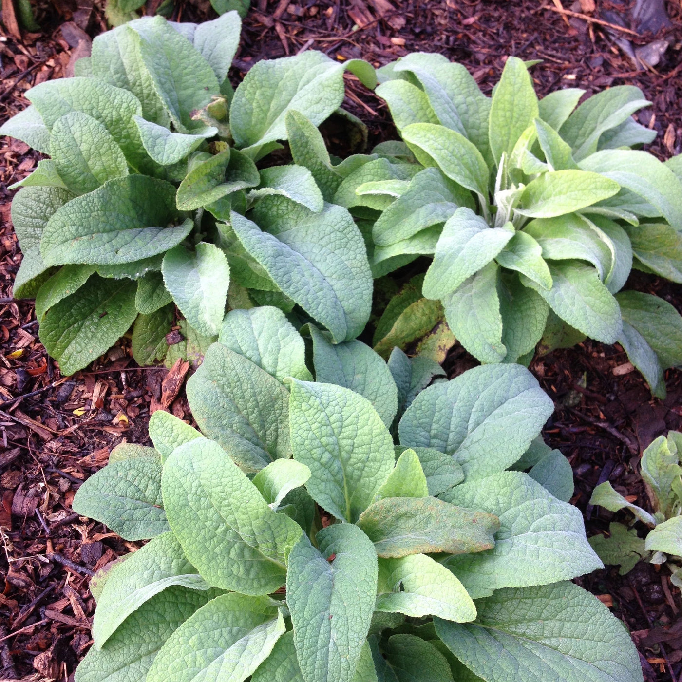 Puriri Lane | Digitalis purpurea  | Pink Gin