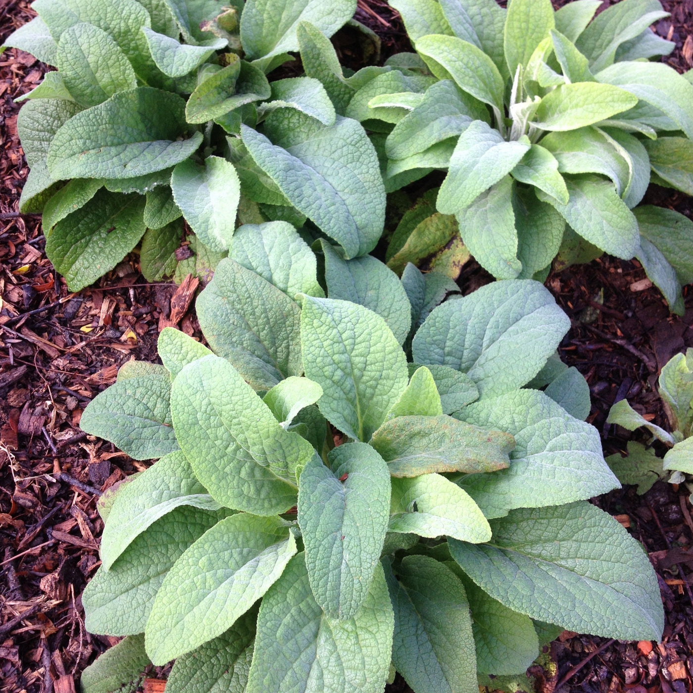 Puriri Lane | Digitalis purpurea | Dalmation Peach