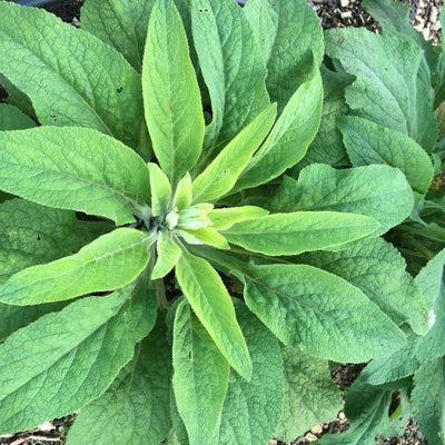 Puriri Lane | Digitalis purpurea  | Pink Gin
