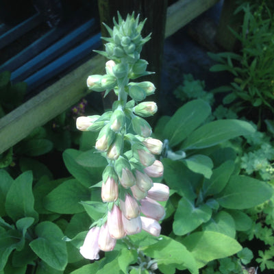Puriri Lane | Digitalis purpurea  | Pink Gin