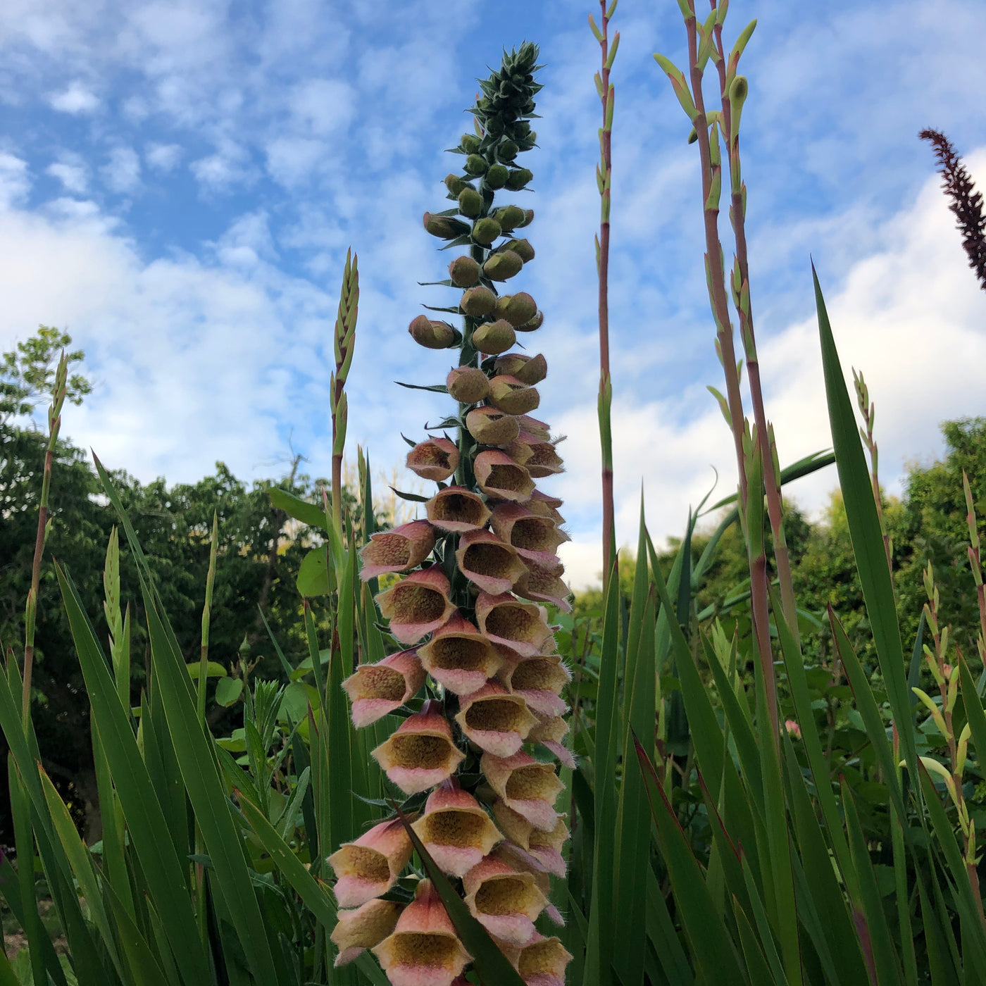 Puriri Lane | Digitalis | Polka Dot Polly