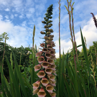 Puriri Lane | Digitalis | Polka Dot Polly
