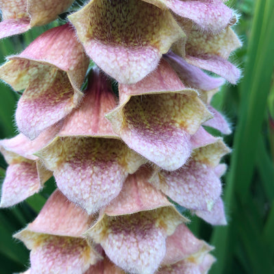 Puriri Lane | Digitalis | Polka Dot Polly