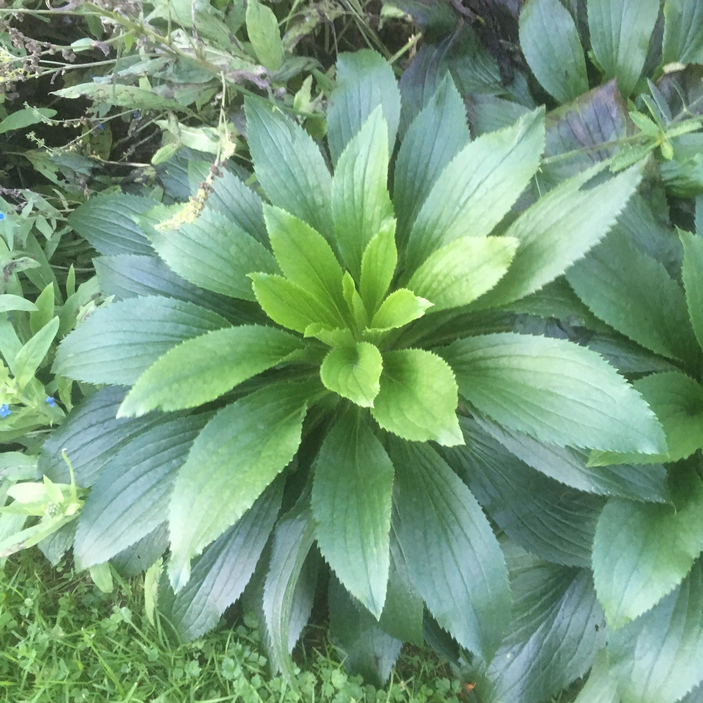 Puriri Lane | Digitalis | Polka Dot Polly