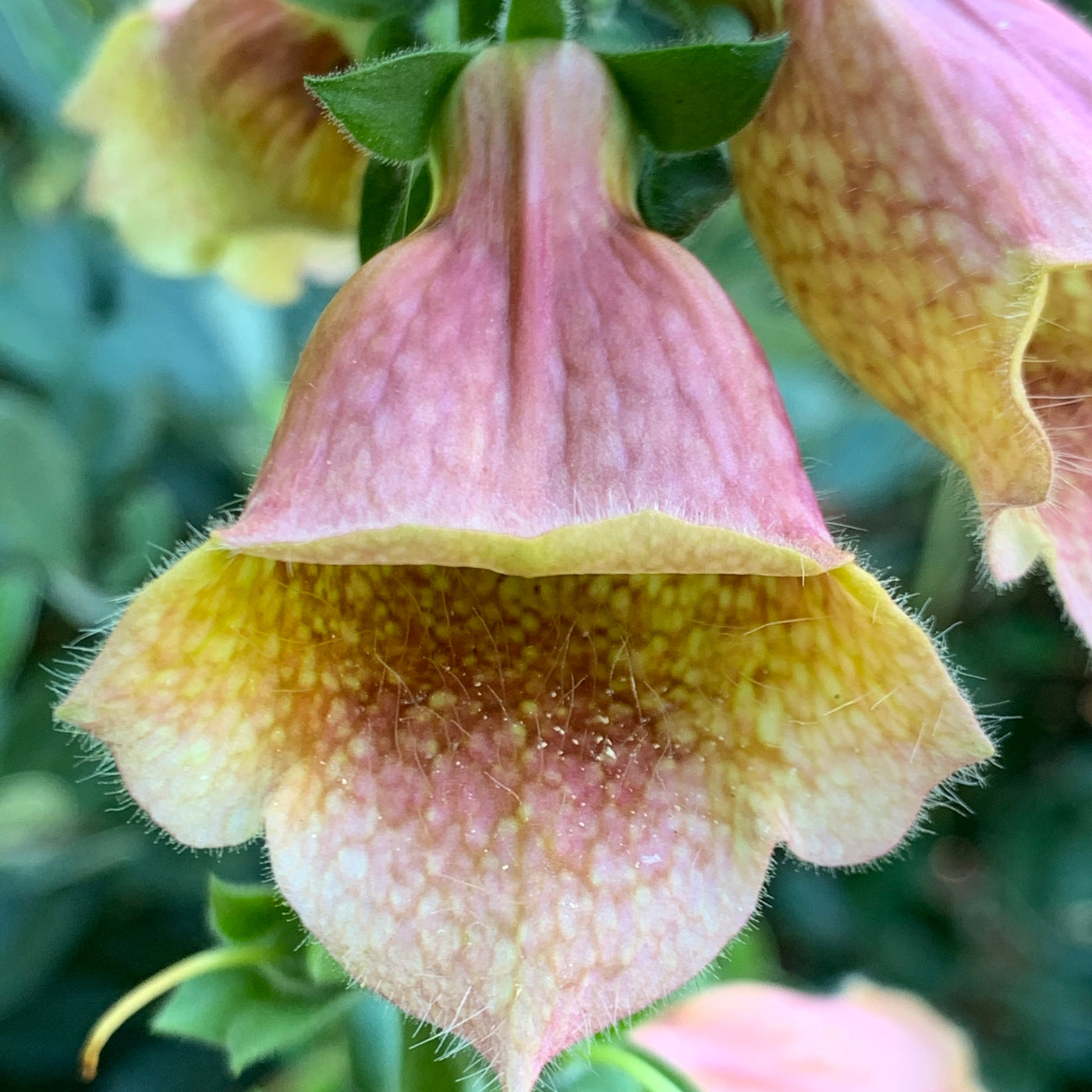 Puriri Lane | Digitalis | Polka Dot Polly