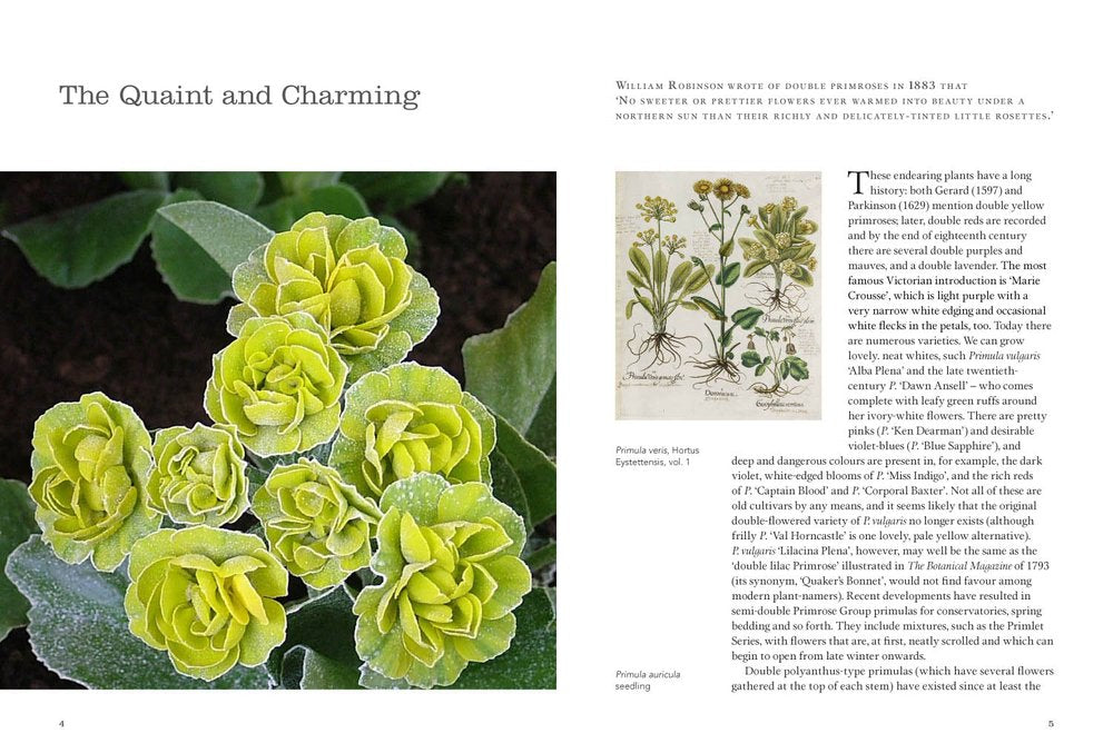 Puriri Lane | Double Flowers | Nicola Ferguson