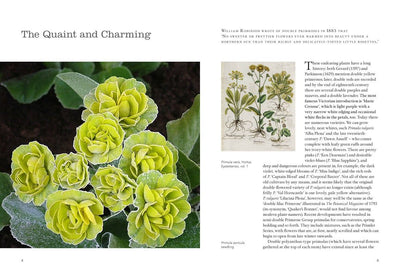 Puriri Lane | Double Flowers | Nicola Ferguson