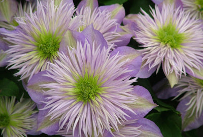 Puriri Lane | Double Flowers | Nicola Ferguson