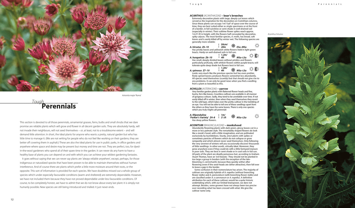 Puriri Lane Dream Plants For The Natural Garden | Piet Odoulf