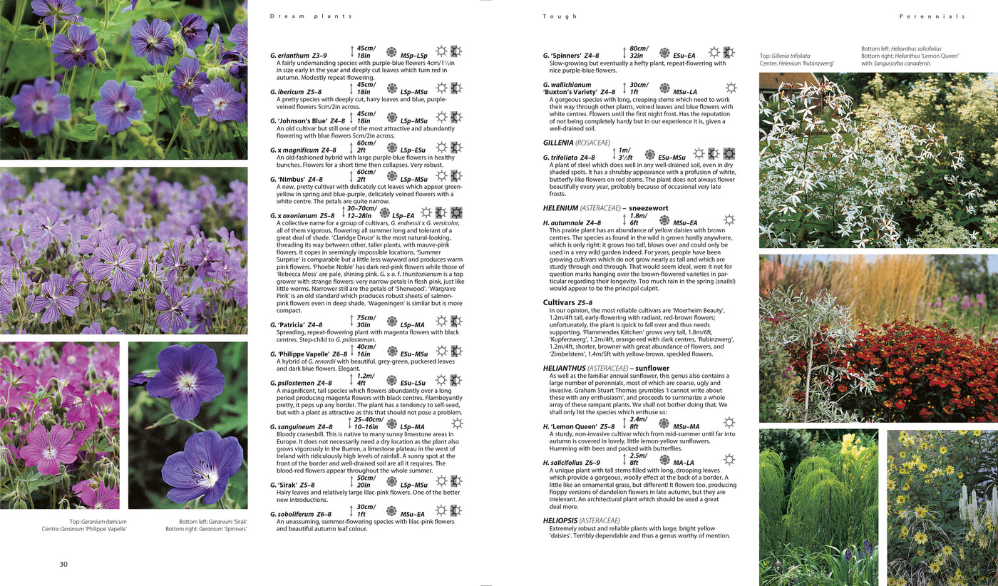 Puriri Lane Dream Plants For The Natural Garden | Piet Odoulf