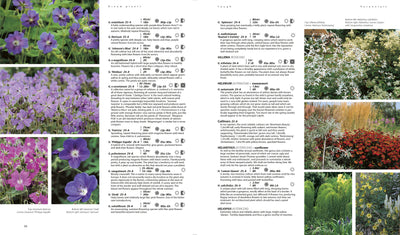 Puriri Lane Dream Plants For The Natural Garden | Piet Odoulf