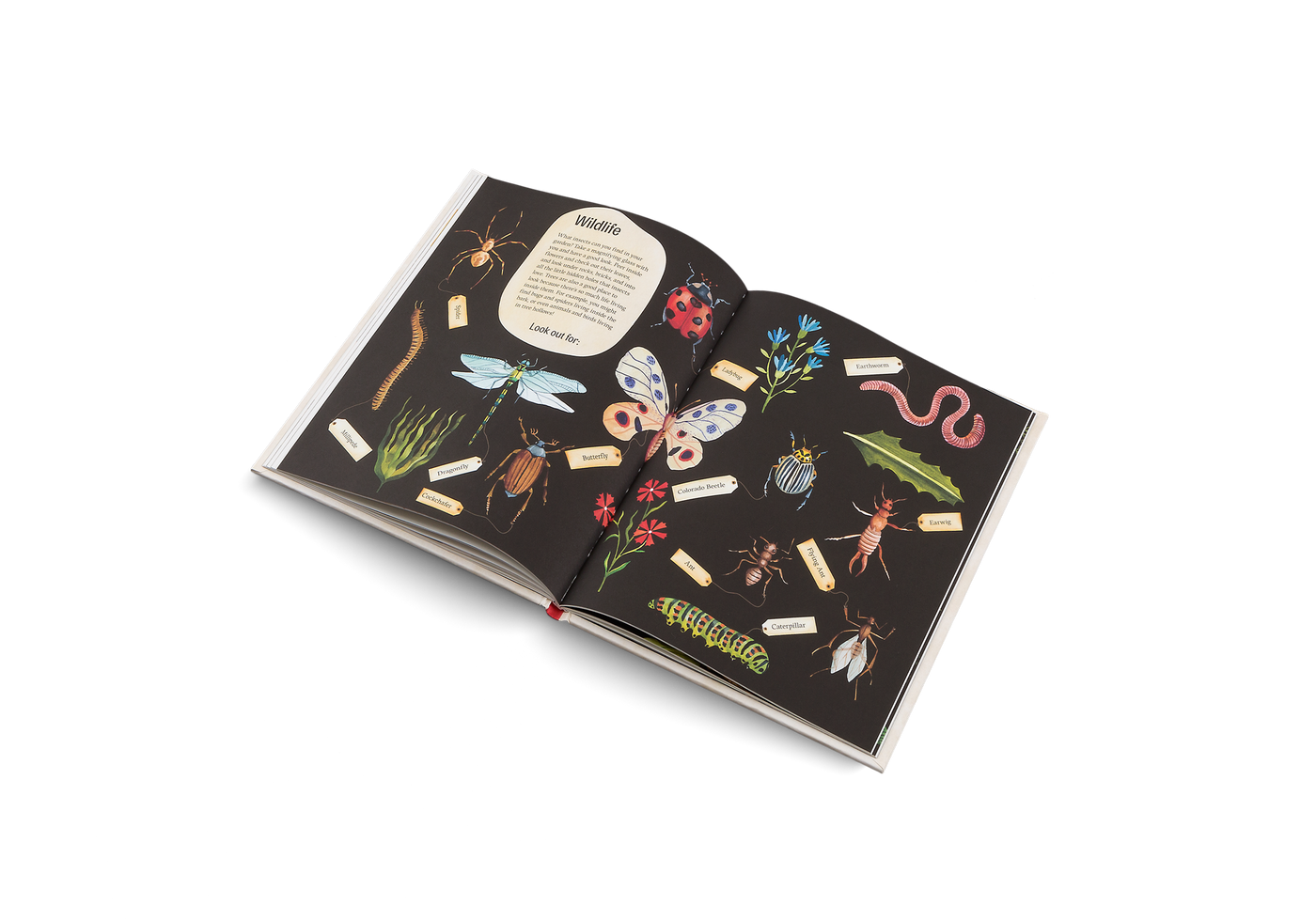 Puriri Lane | Easy Peasy Gardening For KidsPuriri Lane | Easy Peasy Gardening For Kids