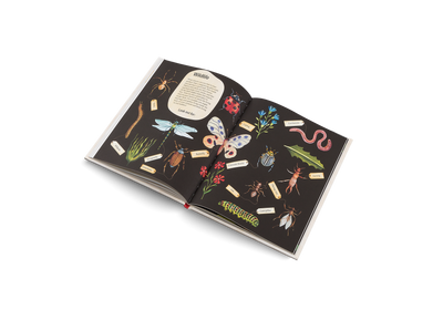 Puriri Lane | Easy Peasy Gardening For KidsPuriri Lane | Easy Peasy Gardening For Kids