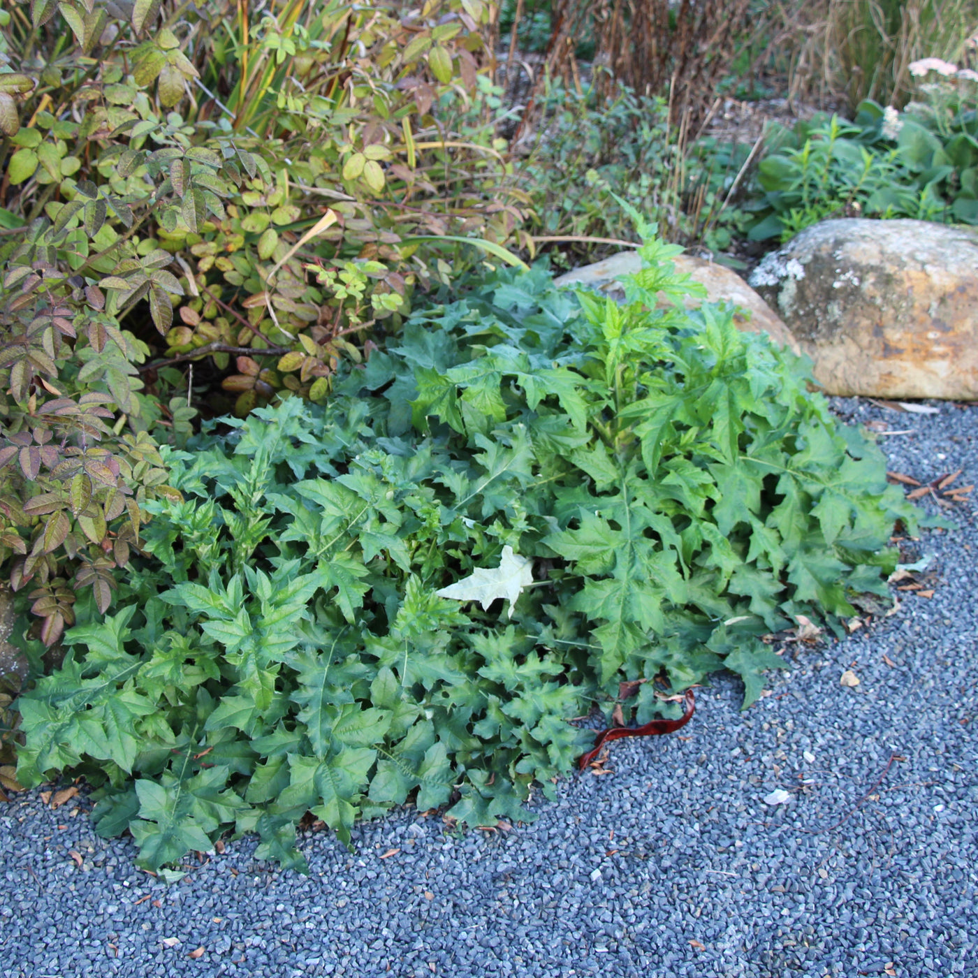 Puriri Lane | Echinops bannaticus | Blue Globe