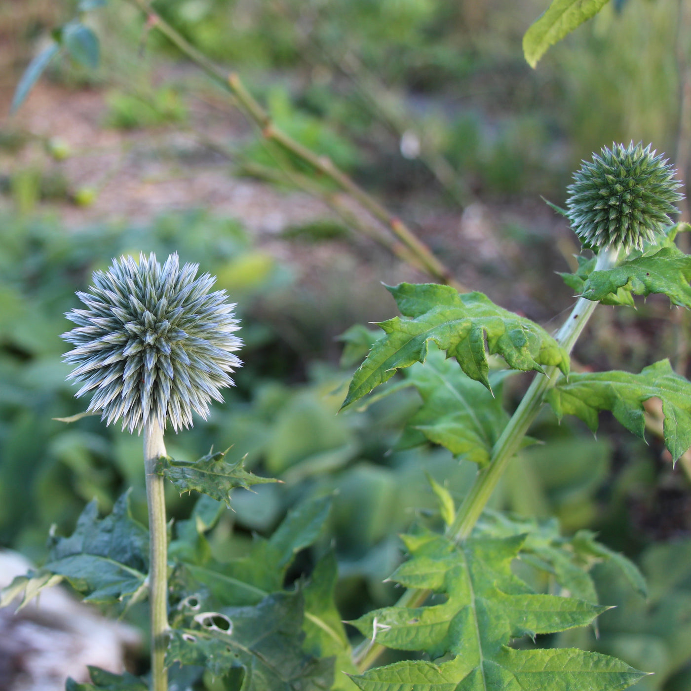 Puriri Lane | Echinops bannaticus | Blue Globe