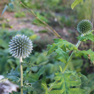 Puriri Lane | Echinops bannaticus | Blue Globe