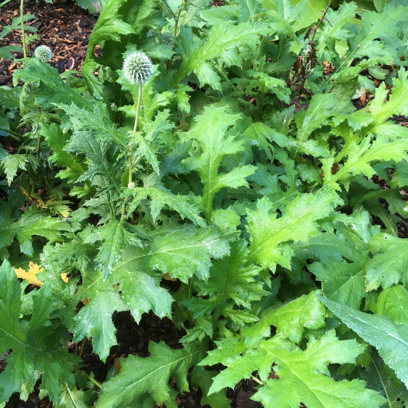 Puriri Lane | Echinops bannaticus | Star Frost