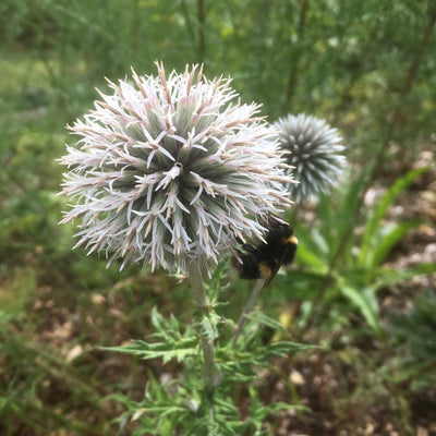 Puriri Lane | Echinops bannaticus | Star Frost