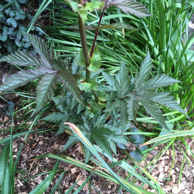 Puriri Lane | Filipendula palmata | Rubra
