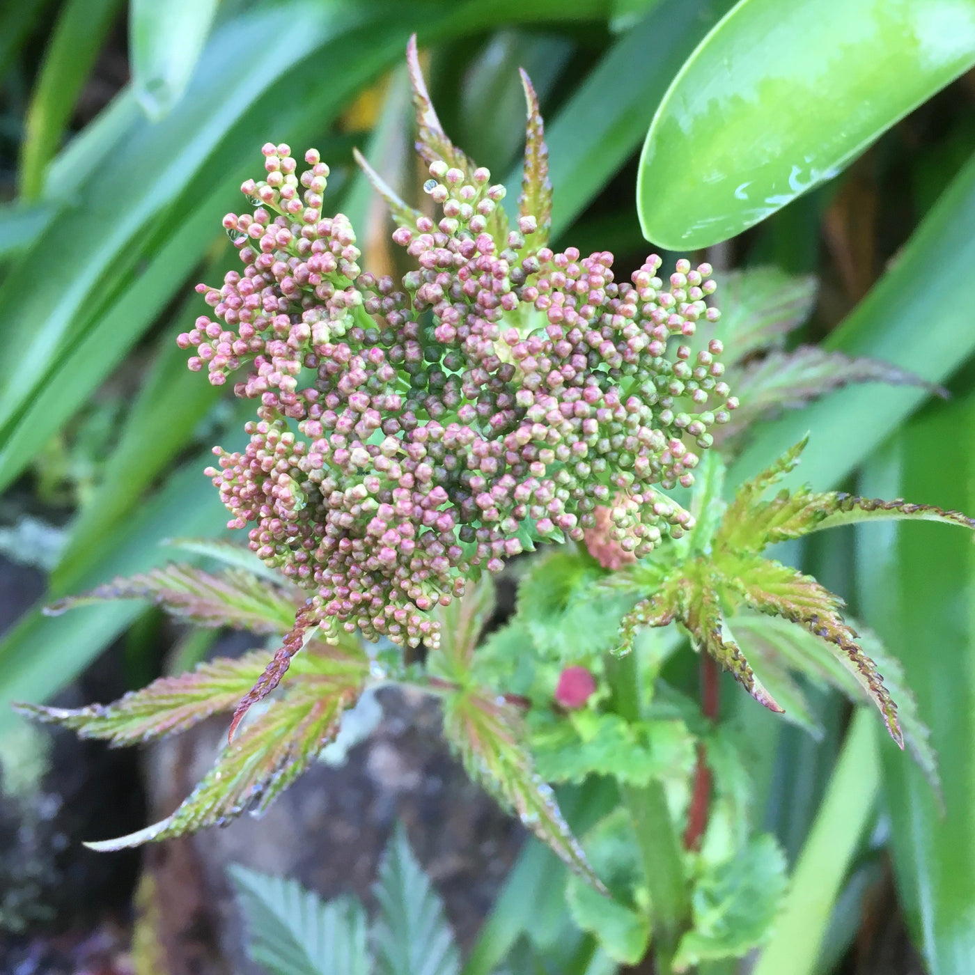 Puriri Lane | Filipendula palmata | Rubra