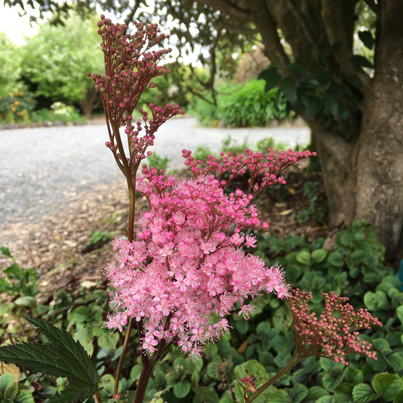 Puriri Lane | Filipendula palmata | Rubra