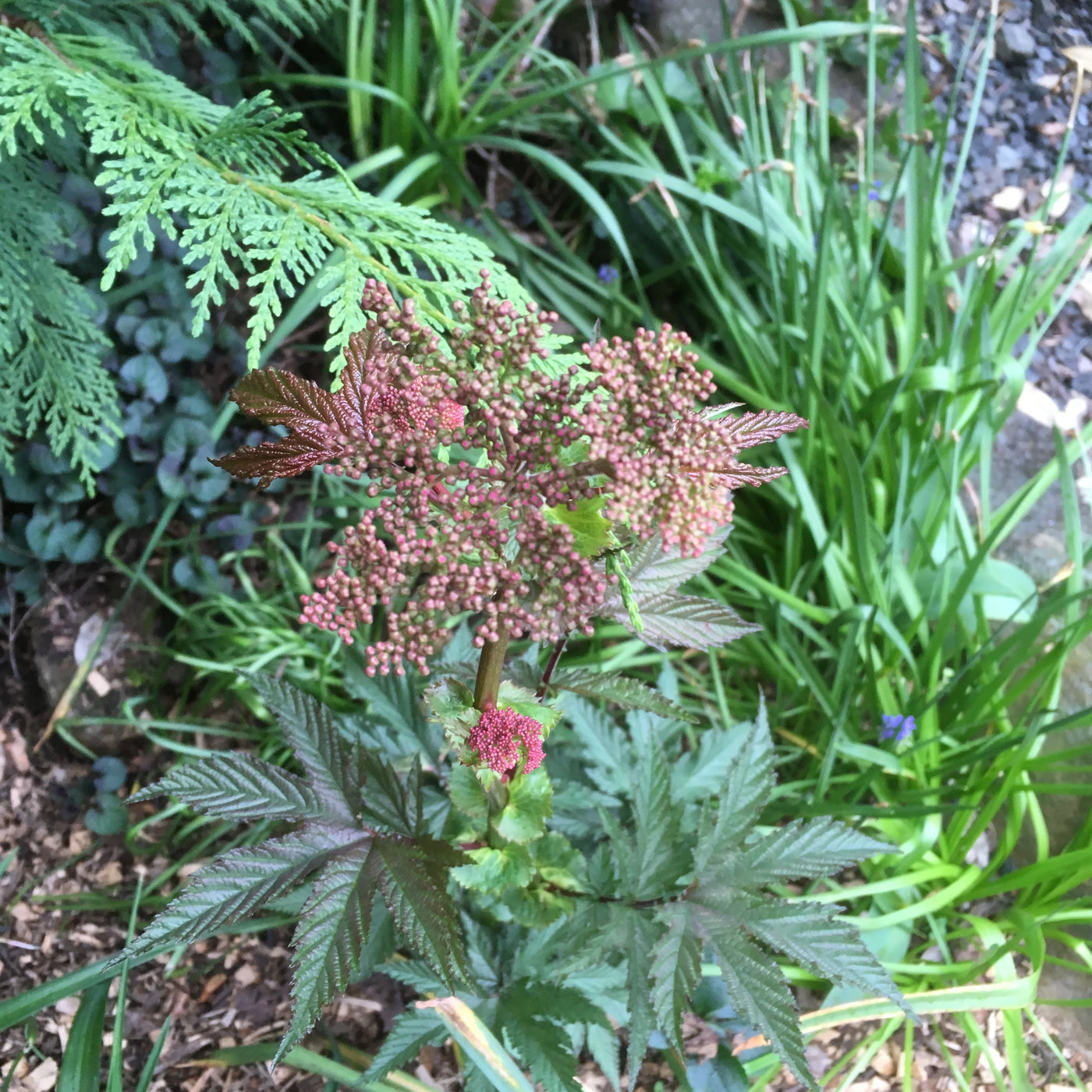 Puriri Lane | Filipendula palmata | Rubra