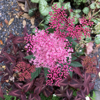 Puriri Lane | Filipendula palmata | Rubra