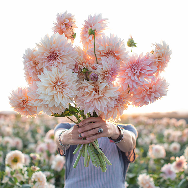 Floret Farm's Discovering Dahlias