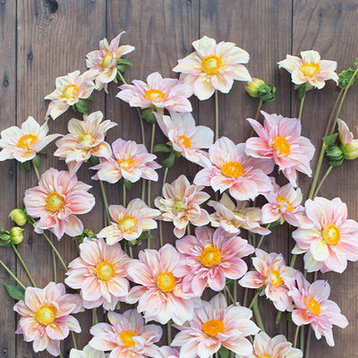 Puriri Lane | Floret Farm's | Discovering Dahlias