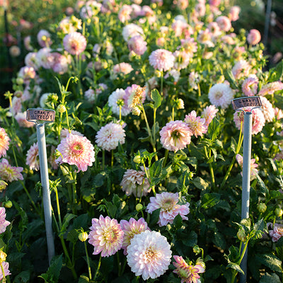 Puriri Lane | Floret Farm's | Discovering Dahlias