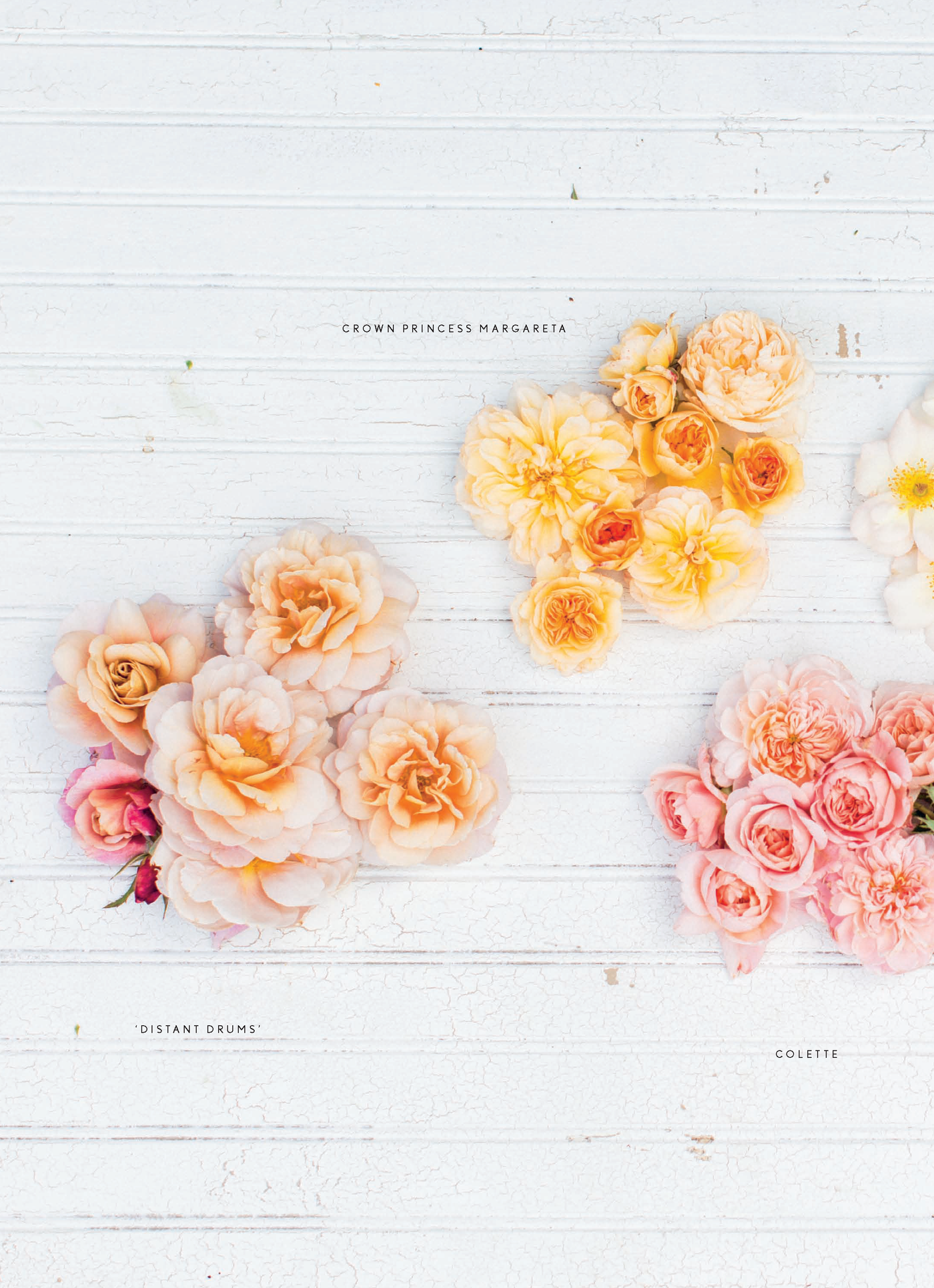 riri Lane | Floret Farm's | Cut Flower Garden | Erin Benzakein