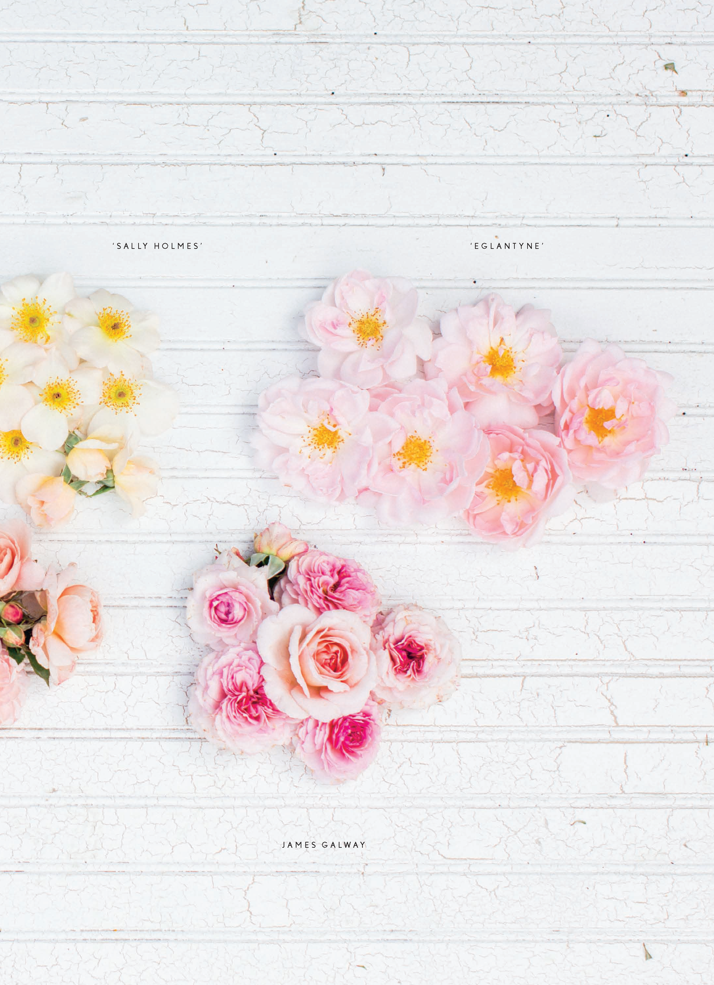 riri Lane | Floret Farm's | Cut Flower Garden | Erin Benzakein