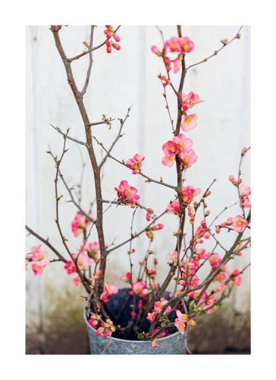 riri Lane | Floret Farm's | Cut Flower Garden | Erin Benzakein