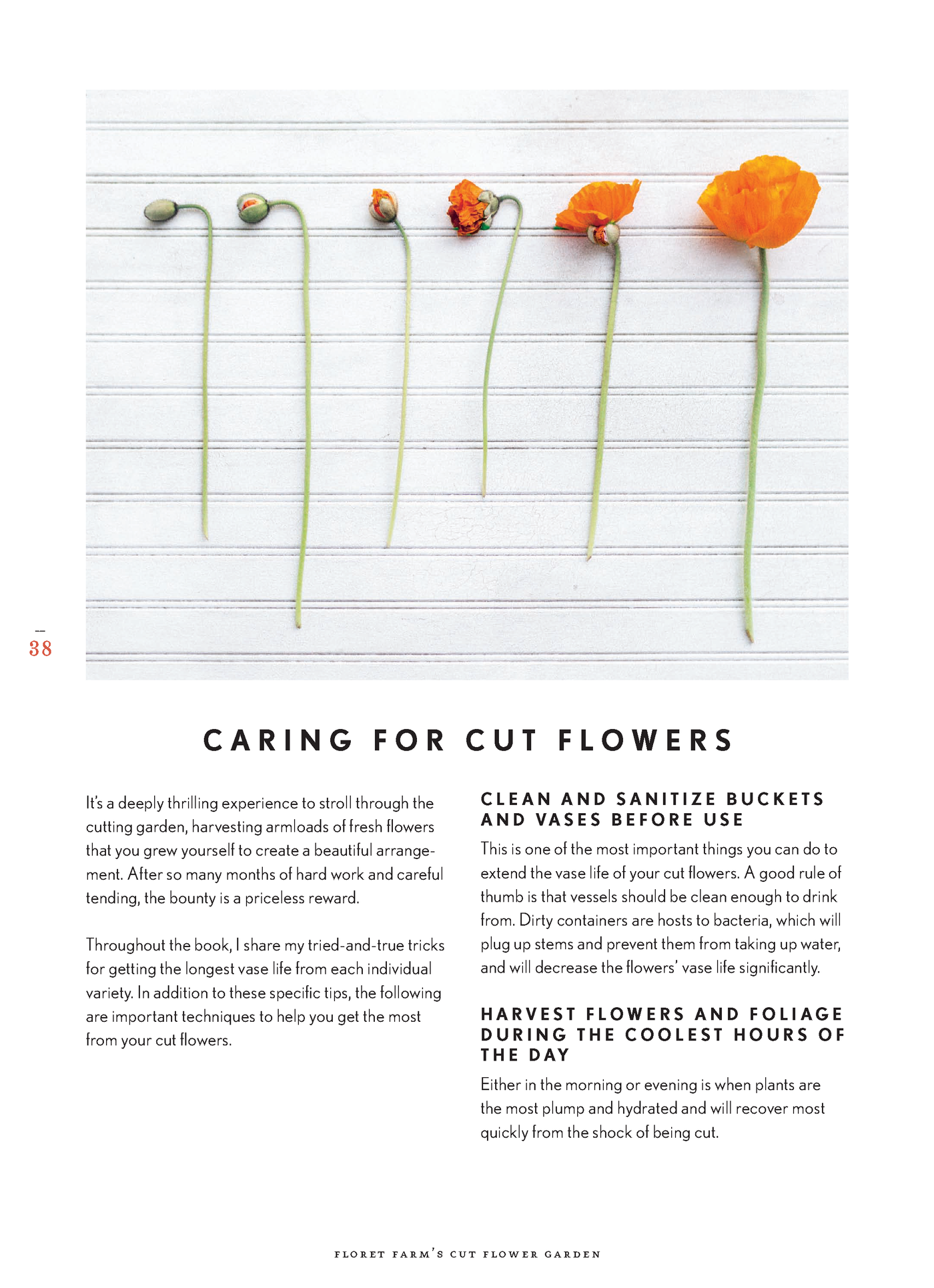 riri Lane | Floret Farm's | Cut Flower Garden | Erin Benzakein